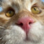 kat.ie