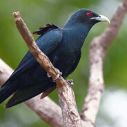 Koel