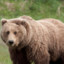 beaR 185.193.165.137