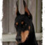 Doberman