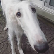 РЕУТО ВСКИЙ ПЁССС