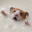 Hamtaro Drowning in Milk