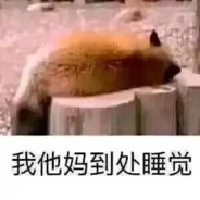 仙人球扎所有人