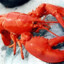 Lobster