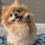 POMERANIA