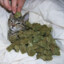 Cat Weed