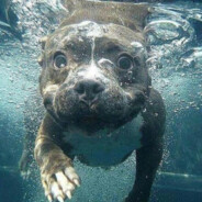 butskhrikidzelevaniko