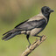 Hooded Crow