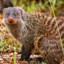 Mongoose