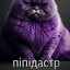пипидастер