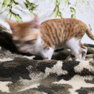 离子态矫情祭司