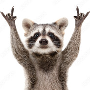 Raccoon's avatar