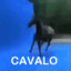 CAVALO