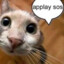 crazy kitty