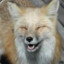 Laughing Fox