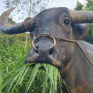 我真的不会玩AK