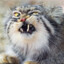 manul