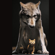 Willy le chat orangé