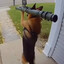 dog with an rocket launcher