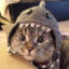 Meow, i&#039;m a shark!