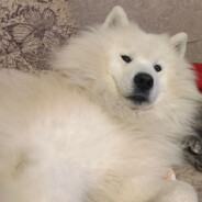 the avenger (复仇者)