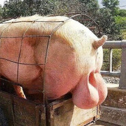 Понос обрушился