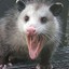 Gay Opossum @burday