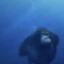 Swimming Monkey