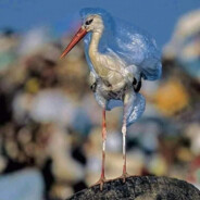 Nxk ✪ Gaivota de Cortavento