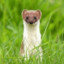 Ferret_ITA