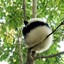 Panda on the Tree