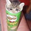 Pringle Cat