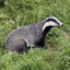 Badger [icon_resource_furs]