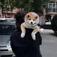 天上掉下个林妹妹