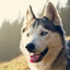 husky