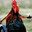 LA GALLINA FUMETA