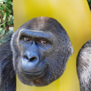 littleshakY.skins.army