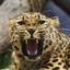 Leopard 2