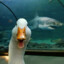 Shark_24
