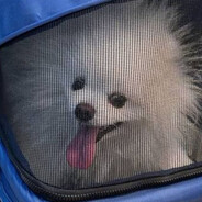 Смерть в нищете