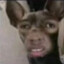 JAMAL