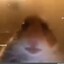 meowscles