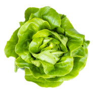 Head of lettuce