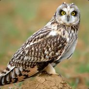 owl