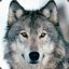 Soul丶Siberia wolf