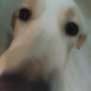 西伯利亚狼 SIBERIAN WOLF