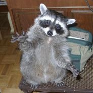 капитан очевидно