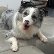 她说是为了中非友谊