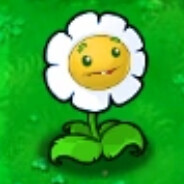 金盏花大款军火商