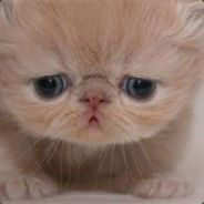 麒麟臂又发作了